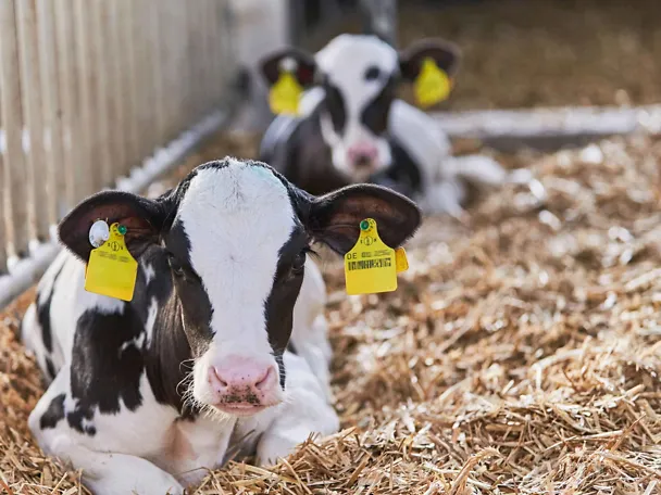 Käber im Stroh Käber im Stroh