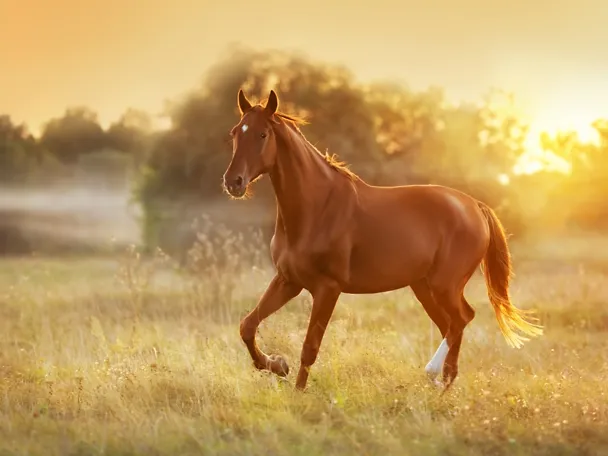 Pferd läuft auf der Weide