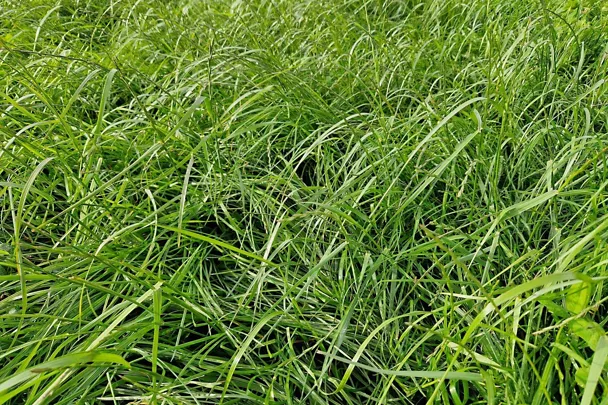 Grünland mit GREENSTAR Nachsaat-Mischung Grünland mit GREENSTAR Nachsaat-Mischung