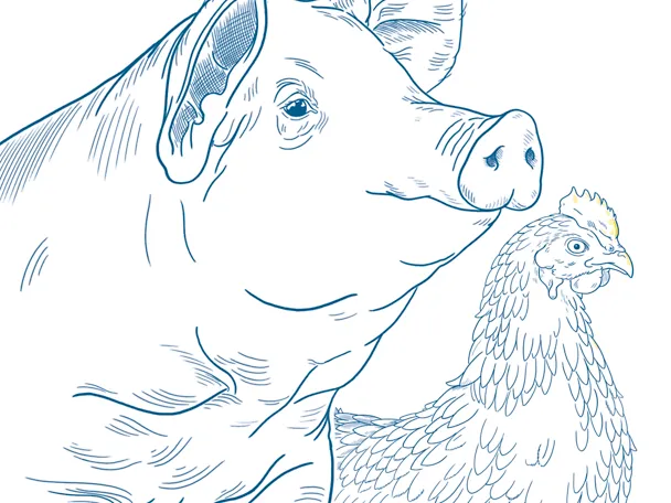 Ilustracija svinja i peradi