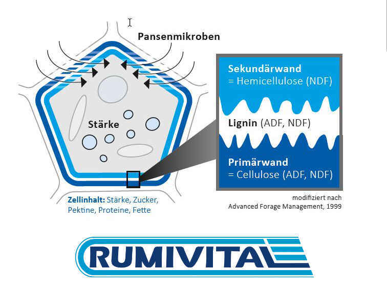 RUMIVITAL