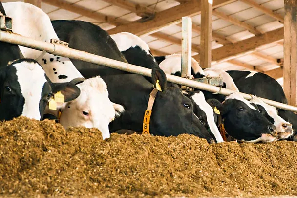 Krava na hranidbenom stolu