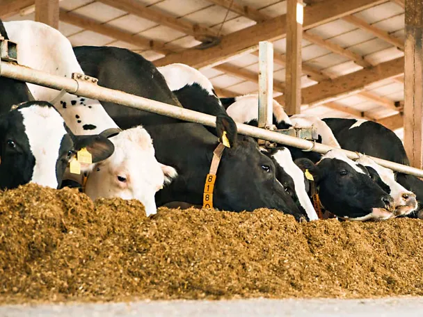 Krava na hranidbenom stolu Krava na hranidbenom stolu