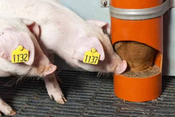 prasad sa SCHAUMANN SIXPIG