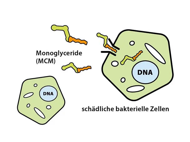 Monogliceridi Monogliceridi