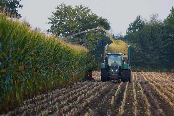 silaža kukuruza u žetvi
