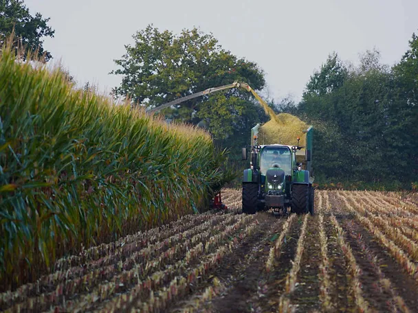 silaža kukuruza u žetvi