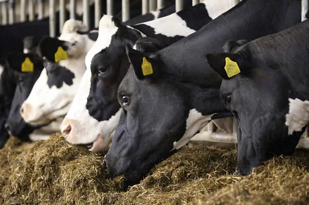 Krave na hranidbenom stolu Krave na hranidbenom stolu