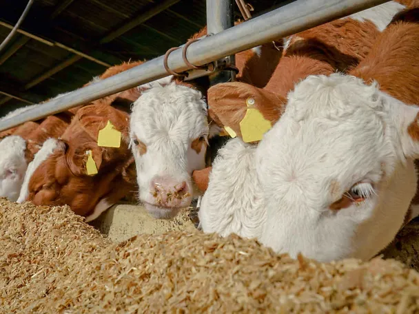 tovna junad na hranidbenom stolu