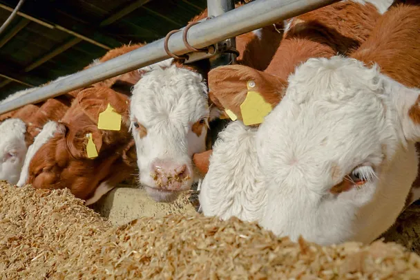 Mastbullen am Futtertisch Mastbullen am Futtertisch