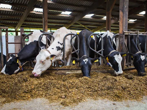 krave na hranidbenom stolu