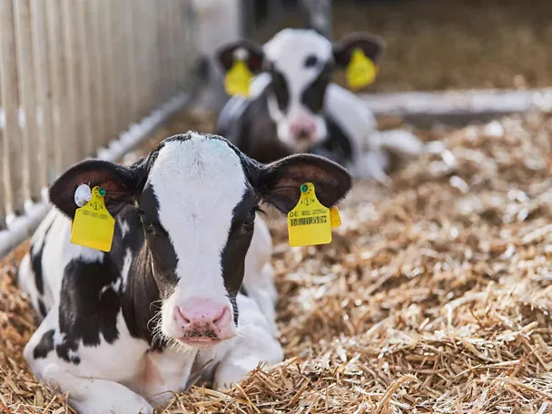 Kälber im Stroh Kälber im Stroh