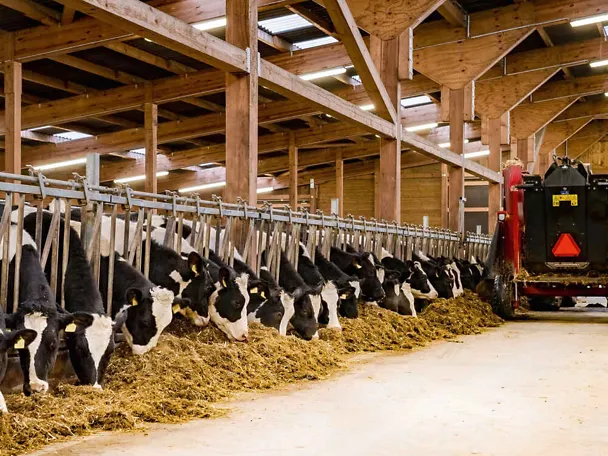 štala mliječnih krava