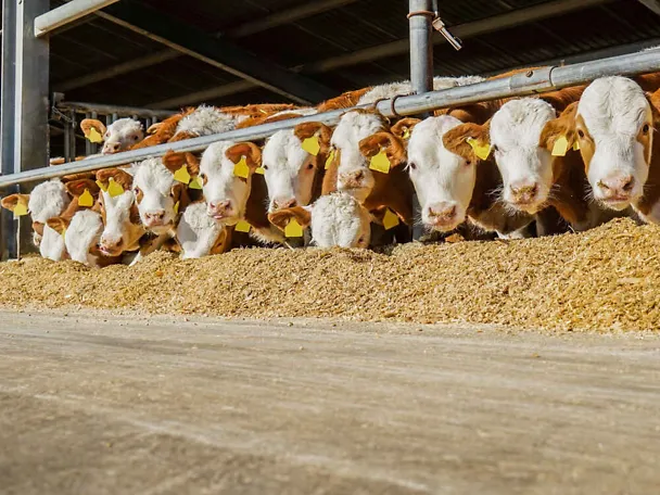 bikovi na hranidbenom stolu bikovi na hranidbenom stolu