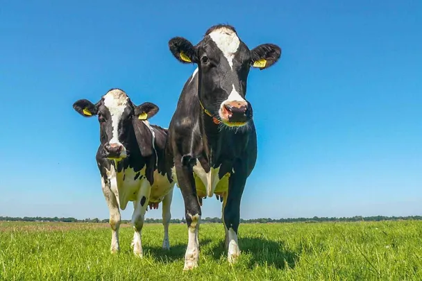 Ljeti se proizvodnja mlijeka nastavlja sa RINDAMIN BP