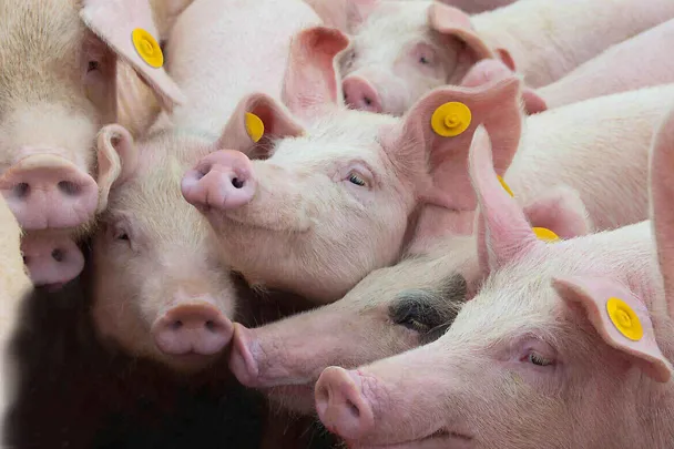 Ferkel stabilisieren