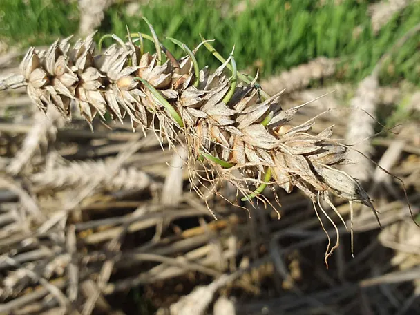 proklijale žitarice