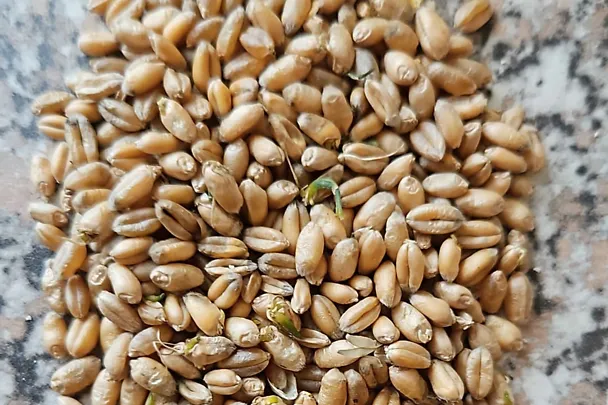 Gekeimte Getreidekörner Gekeimte Getreidekörner