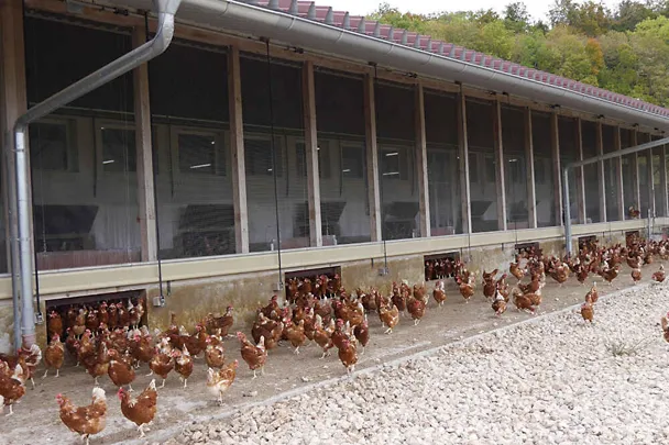 Nesilice iz Samostanskog Dobra Neresheims Nesilice iz Samostanskog Dobra Neresheims