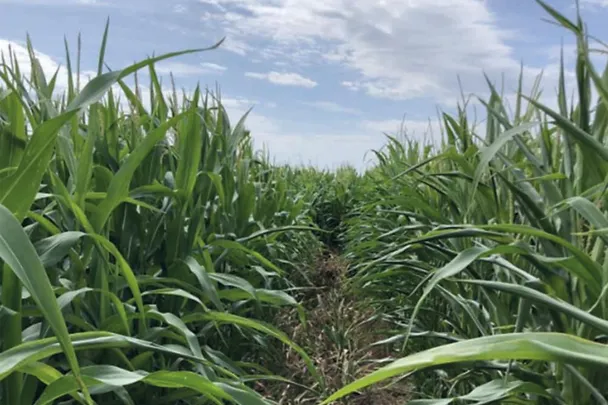kukuruzno polje sa i bez boncrop-a kukuruzno polje sa i bez boncrop-a
