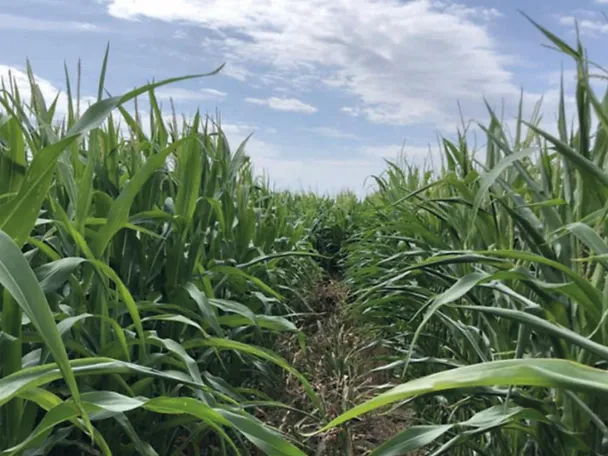 kukuruzno polje sa i bez boncrop-a