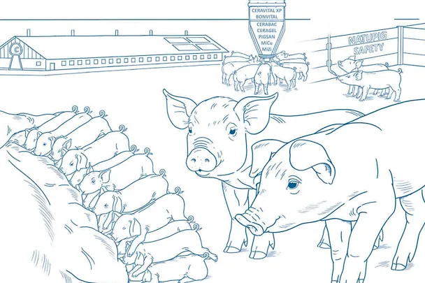 odgoj prasadi sa SCHAUMANN-konceptom