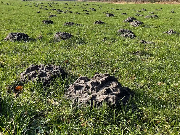 Maulwurfshaufen auf einer Wiese Maulwurfshaufen auf einer Wiese