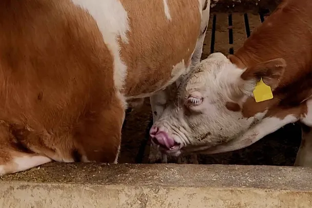 Fleckviehbulle im Stall beim Harnsaufen Fleckviehbulle im Stall beim Harnsaufen